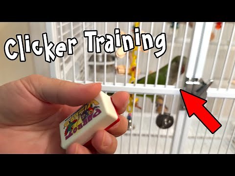 Quaker Parrot Clicker Training Introduction