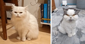 21 Pictures Of Grumpy Cats With A Bad Case Of The Mondays