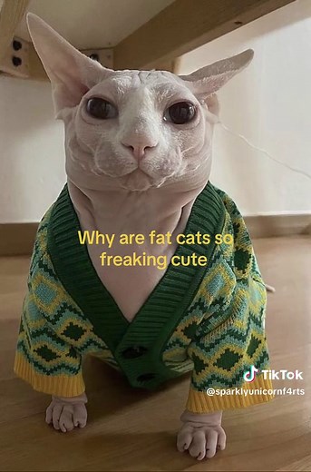 Why Fat Cats Are So Freaking Cute