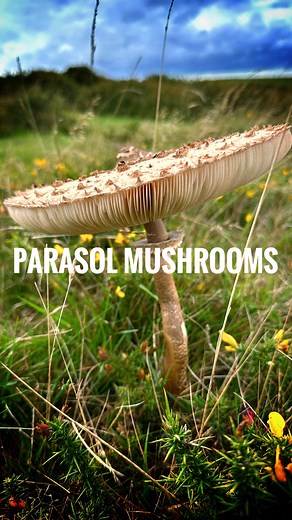 The parasol mushroom may look a bit strange but it’s actually very good to eat. Pretty common this time of year on grassland, fields and moors. Just make sure you get the stem right. Eating wise the stem can be a bit tough but it will cook down and the flavour is excellent. #mushrooms #mushroomhunter #fungi #ediblefungi #mushroomseason #fungiforaging #fungi | Eat The Country