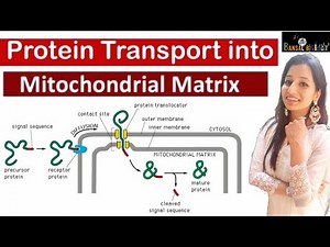 Protein Transport into Mitochondrial Matrix|Targeting|Sorting|post Translational Translocation|Cell Video Lecture | IIT JAM Biotechnology Crash Course