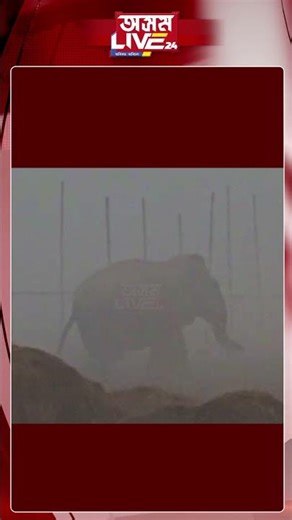 নগাঁৱৰ ৰাঙলুত বন্যহস্তীৰ উপদ্ৰৱ