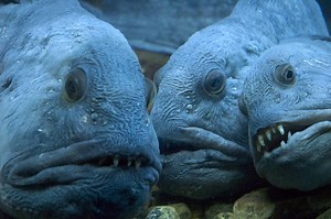 The Wolffish is Weird-Looking and Wonderful