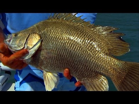 How to Catch Tripletail Fishing out of Port Canaveral Florida