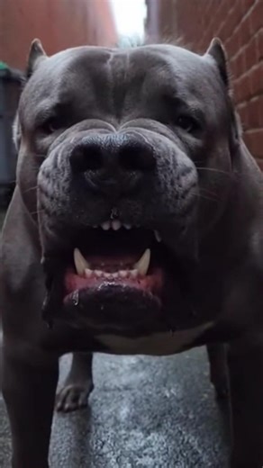 The scariest Great Dane bark ever recorded! 😱🛡️ Watch until ending