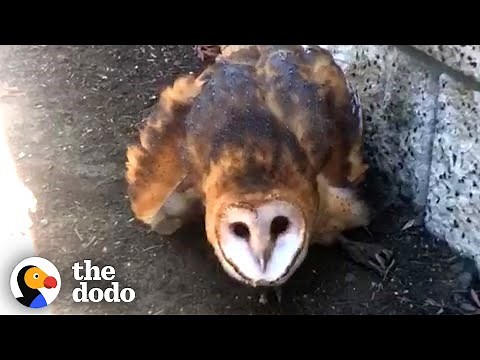 Scared Barn Owl Stuck in Glue Trap Is Finally Free | The Dodo
