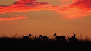 1.5K reactions · 149 shares | Deer are one of our most valuable species for outdoor recreation, jobs, and tourism. Our MDC scientists work with dedicated conservation partners to maintain healthy deer populations and manage threats from disease -specifically, Chronic Wasting Disease (CWD). Learn more about their work at https://mdc.mo.gov/blogs/discover-nature-notes/healthy-deer-healthy-missouri | Missouri Dept. of Conservation | Facebook