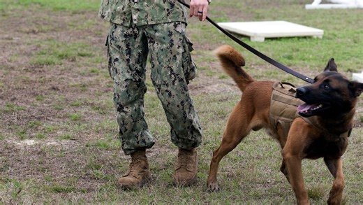 Pensacola Naval Air Station's military dogs are some of the busiest in the military