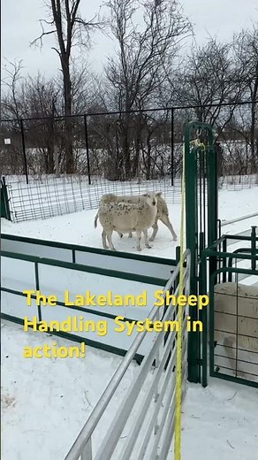 The Lakeland Sheep Handling system in action