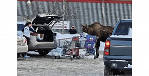 Watch: Moose Makes Costco Chaos