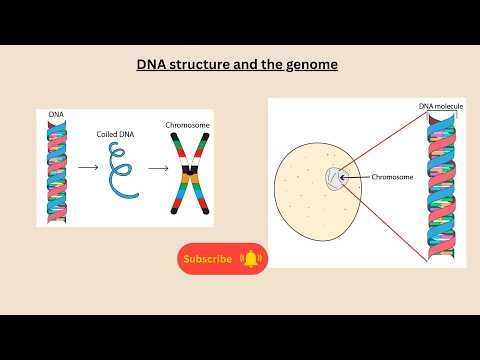 DNA structure and the genome for AQA GCSE Biology and combined science