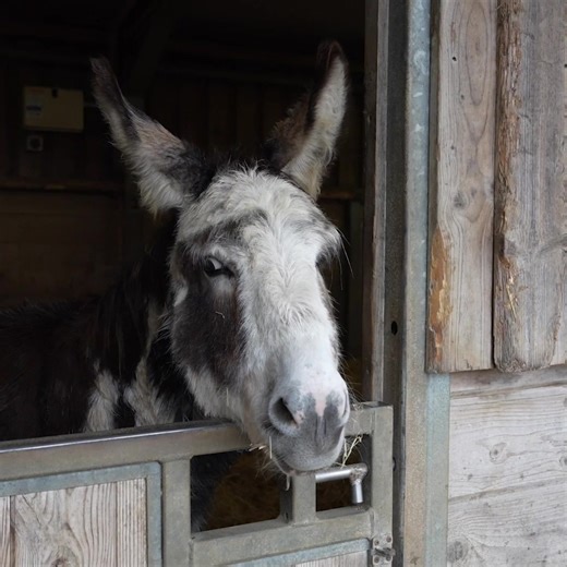 It looks like Drizzle has been taking it easy and enjoying the view! 😍 | Adopt A Donkey