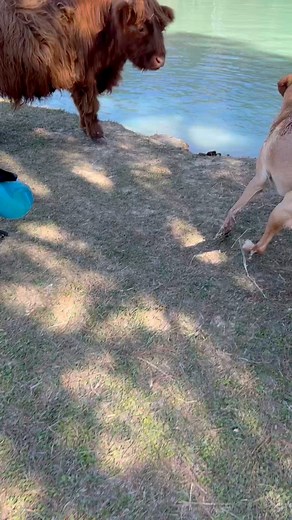 1M views · 41K reactions | Oakley is the only one that makes any sense 路‍♀️ #highlandcow #farmlife #minicow #doglover #rescuedog | Fur & Feather’s Farm | Facebook