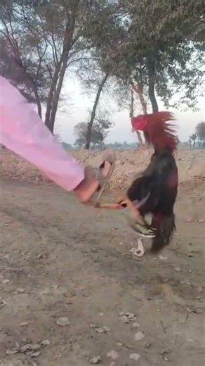 Aseel murga fight with man"/..🥵🎶....(Chirpy Farm Life 🚜 #aseelmurga #roosterfarm