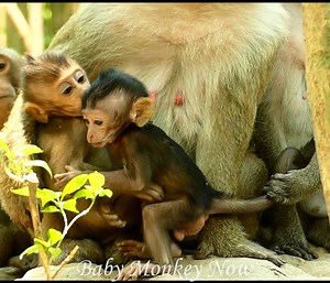 So Adorable baby monkeys want to hug each other so great. | Baby Monkey Now
