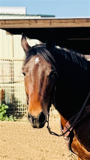 Brian Lawson on Instagram: "Whiskey ⭐️⭐️⭐️⭐️(⭐️) No longer available QH Geld 5/6yrs 15h Kid safe. Retiree safe. Husband safe. Performance prospect. Big bone. Big muscle. Good mind. Whiskey is heading and heeling live cattle. Once my partners come visit I’ll have video on live cattle. This is the kind of horse parents want their kids on. You can crawl under him, crawl between his back legs, he is not worried about what you doing even if it makes no sense to him 😝 Saddle, mount up, go ride. Whisk