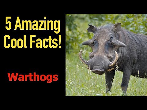 5 Fascinating Facts About Warthogs