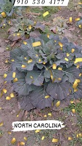 Charles Brown on Reels