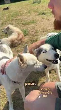 I enter the enclosure...with 30 DOGS!