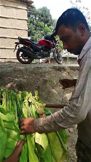 Traditional Tobacco Leaf Curing Process