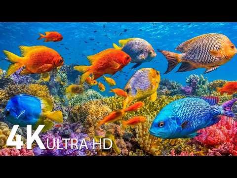 Beautiful Underwater Aquarium in 4K ULTRA HD with Colorful Coral Reefs and Peaceful Marine Life