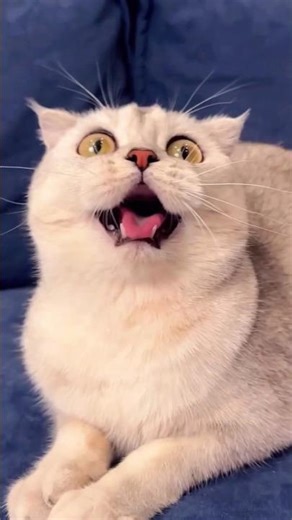 Billi ka spna Chur Chur hogaya 😻😺♥️😸 #video #love #billi#cat