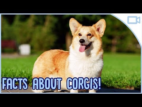 Facts About Corgis!