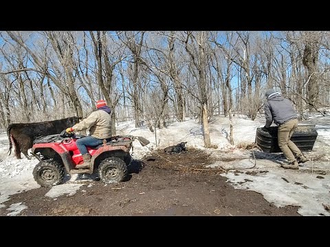 Calving in Never-Ending South Dakota Winter