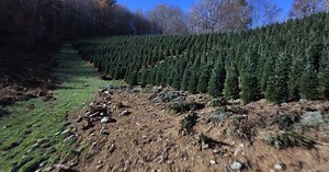Buy a Fraser fir, save a farm: NC Christmas tree growers rebuild after storm