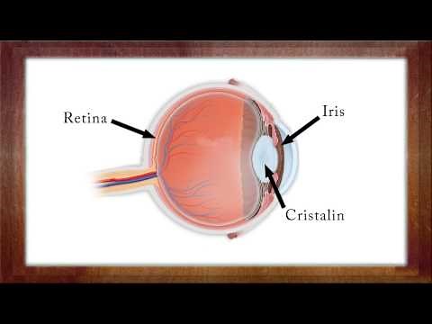 Biologie Clasa a 7-a Lectia: Ochiul