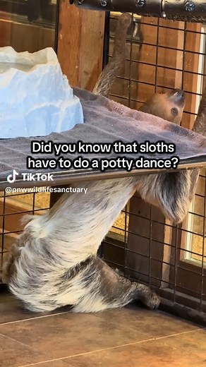 Fun fact: sloths have to do a little poopoo dance in order to go potty!💃🏻💩 #sloth #exotic #wildlife #education #flash