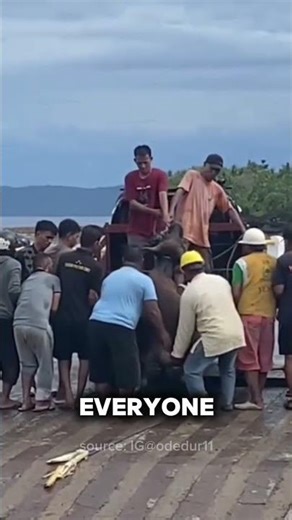 the prankster cow #prank #cow #funny #people #viralvideo