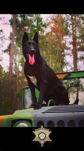 It has been a very sad few weeks for the Dawson County Sheriff’s Office as we say goodbye to two of our K9 partners. K9 Pelle Today, the Dawson County Sheriff’s Office mourns the loss of one of our own. K9 Pelle faithfully served the Dawson County Sheriff’s Office Crime Suppression Unit and the North Georgia K9 Task Force from 2016 to 2022. A Belgian Malinois from The Netherlands, Pelle was highly trained in narcotics detection, tracking, and criminal apprehension. Throughout his career, he play
