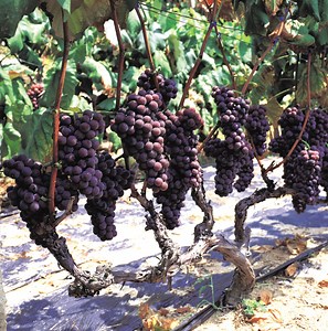 High-Trellises Cordon System for Grape Vine Growing