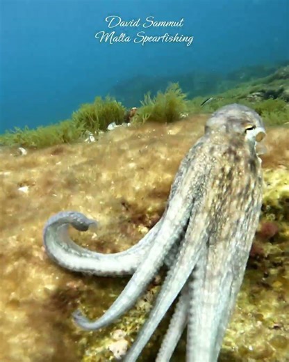 Octopus Up Close #octopus #marinelife #underwater #diving #marine #viral #shorts #sustainable #gopro