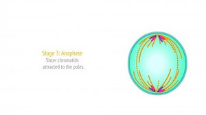 clip-1075771205-stages-mitosis-phases-animation-cell-division-diagram