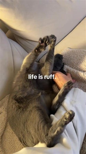 Understanding Cat Dynamics: Jazzy and Stacy's Issue Explained