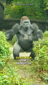 3.7K views · 27 reactions | Animals That Explode Like Bomb After They Die #shortsreels | Ceazy Animals | Facebook