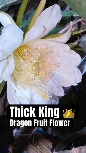 Thick King Dragon Fruit Flower 🌸 #dragonfruitflower