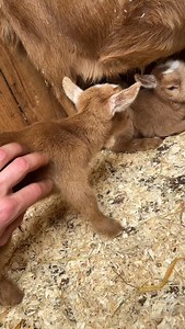 5.5K reactions · 328 shares |  Souvenir de 2024  Nos petits jumeaux chevraux miniatures rouges aux yeux bleus… difficile de faire plus craquant  Ils ont bien grandi depuis, mais ces images restent un concentré de douceur et de malice 凉✨ Parce que certaines bouilles ne s’oublient jamais ❤️ #chevraux #chevreminiature #jumeaux #animauxmignons #souvenirs2024 #babygoats #cutegoats #blueeyes | Elevage des Lutins d'Hoscas, chèvres miniatures aux yeux bleus | Facebook