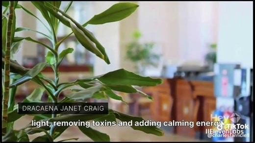 Best-Selling Houseplants — Top Picks for Happy Homes | Charles Farricielli