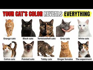 Your Cat's Color Explains Everything About Who They Are!