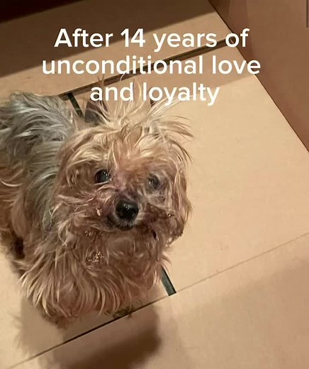 Rescued from the Depths: Witness the incredible transformation of a micro teacup yorkie found in the darkest alley, her fur matted with sticks and leaves. Now embraced by the most loving family, her story is a testament to the power of compassion and second chances. ❤️🌟 #FromDespairToHope #UnbreakableBond #NewChapterOfLove #yorkiesoftiktok #yorkies #yorkshireterrier #teacupyorkie