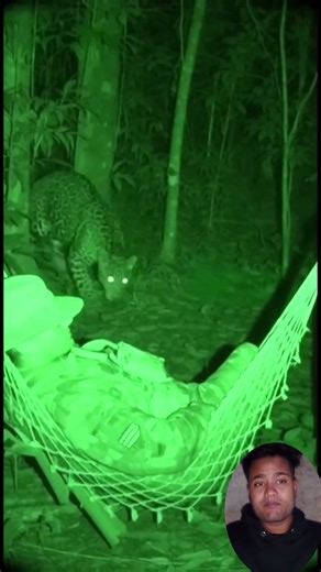 Night Vision Jungle Attack Jaguar Stalks Sleeping Soldier Spine Chilling Wildlife Encounter