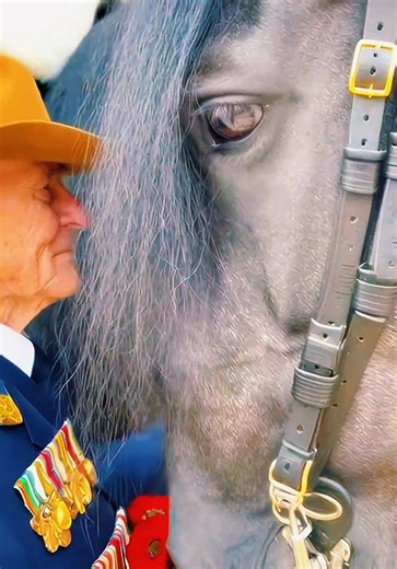 Royal Horse King’s Guard – Veteran Royal Guard and King's Horse