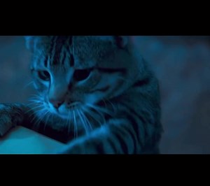 521K views · 17K reactions | Cat’s Eye  ‍⬛ 1985 Director: Lewis Teague Historia de: Stephen King #catseye #stephenking #drewbarrymore | MORBIDO FILM FEST | Facebook