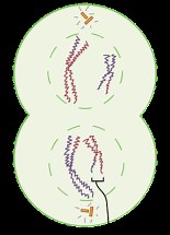 Meiosis & Gametogenesis