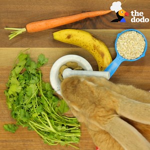 Here's an easy recipe for bunny treats 🐰 | The Dodo