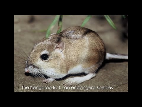 The remarkable Kangaroo rat