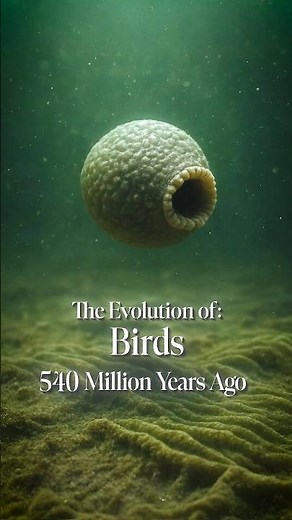 The Evolution of Birds #birds #biology #nature #history #evolution